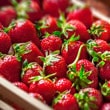 Industrie des fruits et légumes
